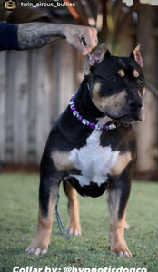 Purple Skull Candy Bead Collar