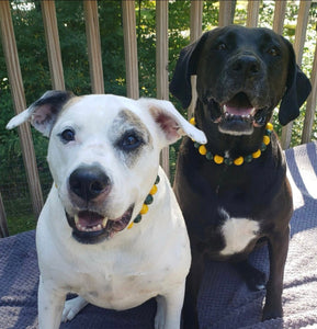 🏈 Football Team Colors Bead Collar