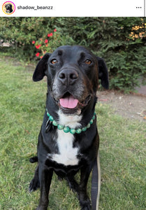Poseidon Green Bead Collar