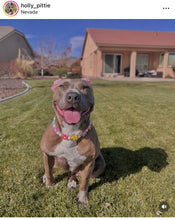 Load image into Gallery viewer, 🌼 Multicolor Daisies 🌼 Silicone Bead Collar