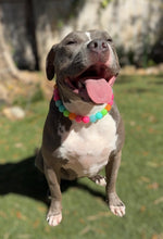 Load image into Gallery viewer, Tropical Punch Bead Collar