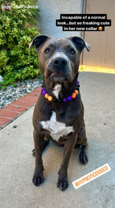 Witching Hour Halloween Bead Collar