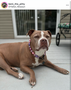 Violet Crystal Bead Collar