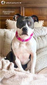 Mini Raspberry Sugar Duplo Acrylic Bead Collar