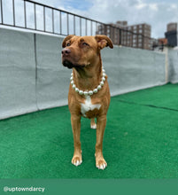 Load image into Gallery viewer, Chunky White Pearls Acrylic Bead Collar