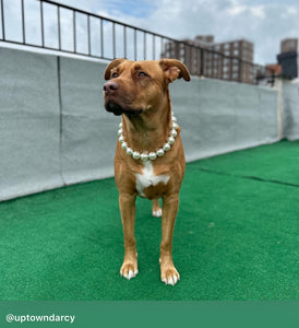 Chunky White Pearls Acrylic Bead Collar