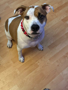 Strawberry Shortcake Bead Collar