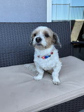 Load image into Gallery viewer, Firecracker MINI [Small Dog/Cat Bead Collar]