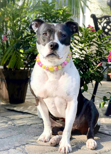 Akira's Pink Lemonade 🩷🍋 Bead Collar