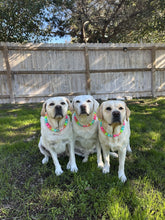 Load image into Gallery viewer, Tropical Punch Bead Collar