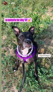 Lavender Hearts Bead Collar