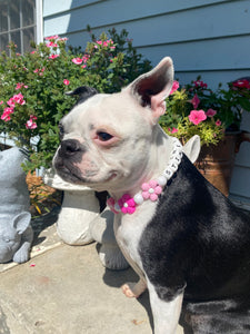 🌼 Pink Ombre Daisies 🌼 Silicone Bead Collar