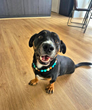 Load image into Gallery viewer, Malibu Sands Acrylic Bead Collar