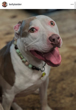 Load image into Gallery viewer, Yoda Bead Collar