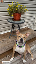 Load image into Gallery viewer, Midnight Cauldron Halloween Glow Bead Collar