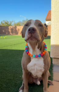 Santa Cruz Acrylic Bead Collar