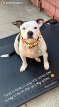 Load image into Gallery viewer, Orange Boo 👻 Halloween Glow Bead Collar