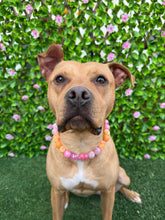 Load image into Gallery viewer, Sunrise Daisies Glam 🌼 Silicone Bead Collar