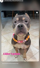 Load image into Gallery viewer, Sunrise Daisies Glam 🌼 Silicone Bead Collar