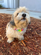 Load image into Gallery viewer, Tropical Rainbow MINI Acrylic [Small Dog/Cat Bead Collar]