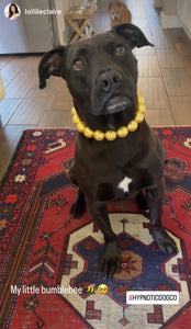 Chunky Golden Yellow Pearls Acrylic Bead Collar