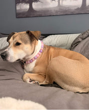 Load image into Gallery viewer, Duchess Glam Bead Collar