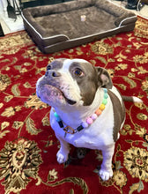 Load image into Gallery viewer, Pastel Rainbow Acrylic Bead Collar