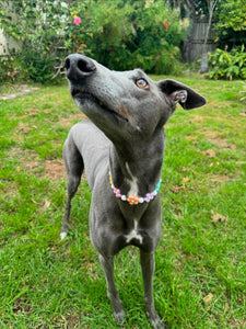 🌼 Multicolor Daisies 🌼 Silicone Bead Collar