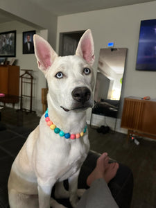 Rainbow Surf Acrylic Bead Collar