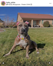 Load image into Gallery viewer, 🌼 Multicolor Daisies 🌼 Silicone Bead Collar