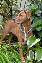 Load image into Gallery viewer, Beachside Acrylic Bead Collar