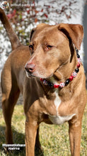 Load image into Gallery viewer, Blackjack Acrylic Bead Collar - SALE