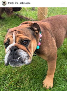 Cotton Candy Skull Bead Collar