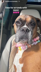 Pink Sorbet Bead Collar