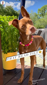 Sunset Tie Dye Glow Bead Collar