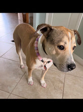 Load image into Gallery viewer, Duchess Glam Bead Collar