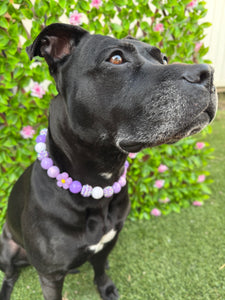 Purple Daisies Glam 🌼 Silicone Bead Collar