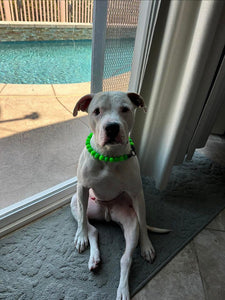 Neon Green Acrylic Bead Collar