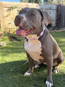 Lilac Rose Bead Collar