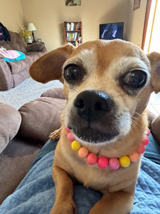 Sweet Tart MINI Acrylic [Small Dog/Cat Bead Collar]