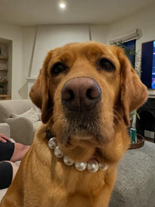 Chunky White Pearls Acrylic Bead Collar