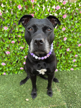 Load image into Gallery viewer, Purple Daisies Glam 🌼 Silicone Bead Collar