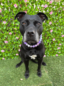 Purple Daisies Glam 🌼 Silicone Bead Collar