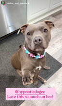 Load image into Gallery viewer, 🌼 Pink &amp; Blue Glow Daisies 🌼 Silicone Bead Collar