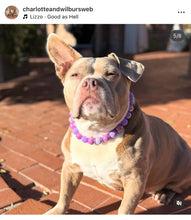 Load image into Gallery viewer, Purple Crush Acrylic Bead Collar