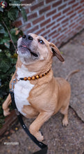 Load image into Gallery viewer, Bronzed Gold Resin Bead Collar