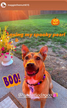 Load image into Gallery viewer, Witchy Bead Collar