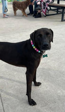 Load image into Gallery viewer, Neon Candyland Bead Collar