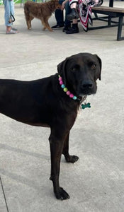 Neon Candyland Bead Collar