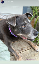 Load image into Gallery viewer, Purple Glitter Skull Bead Collar